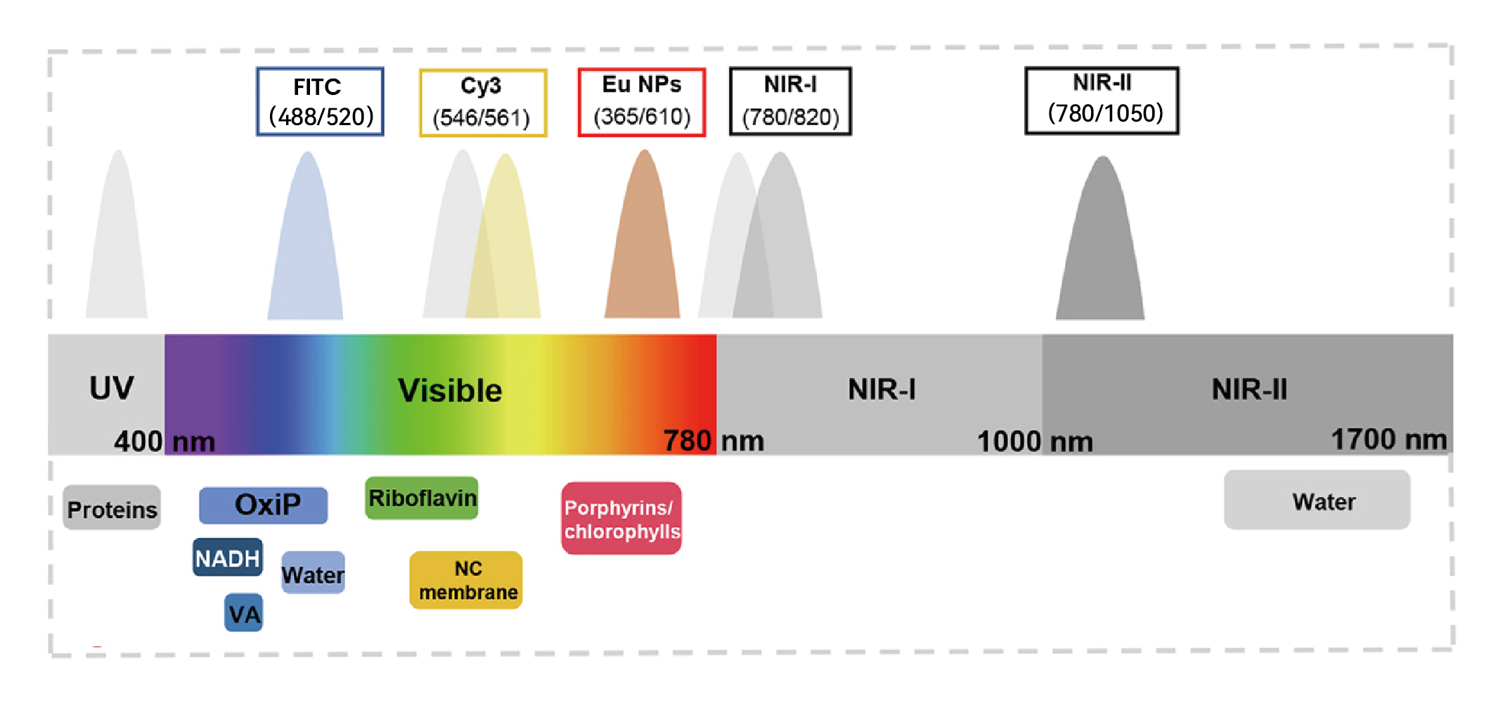 Principle of NIR-II versus conventional fluorescence