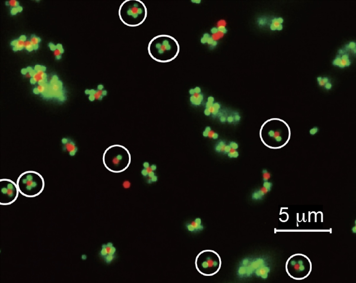 Nano-probes and biomolecule conjugation